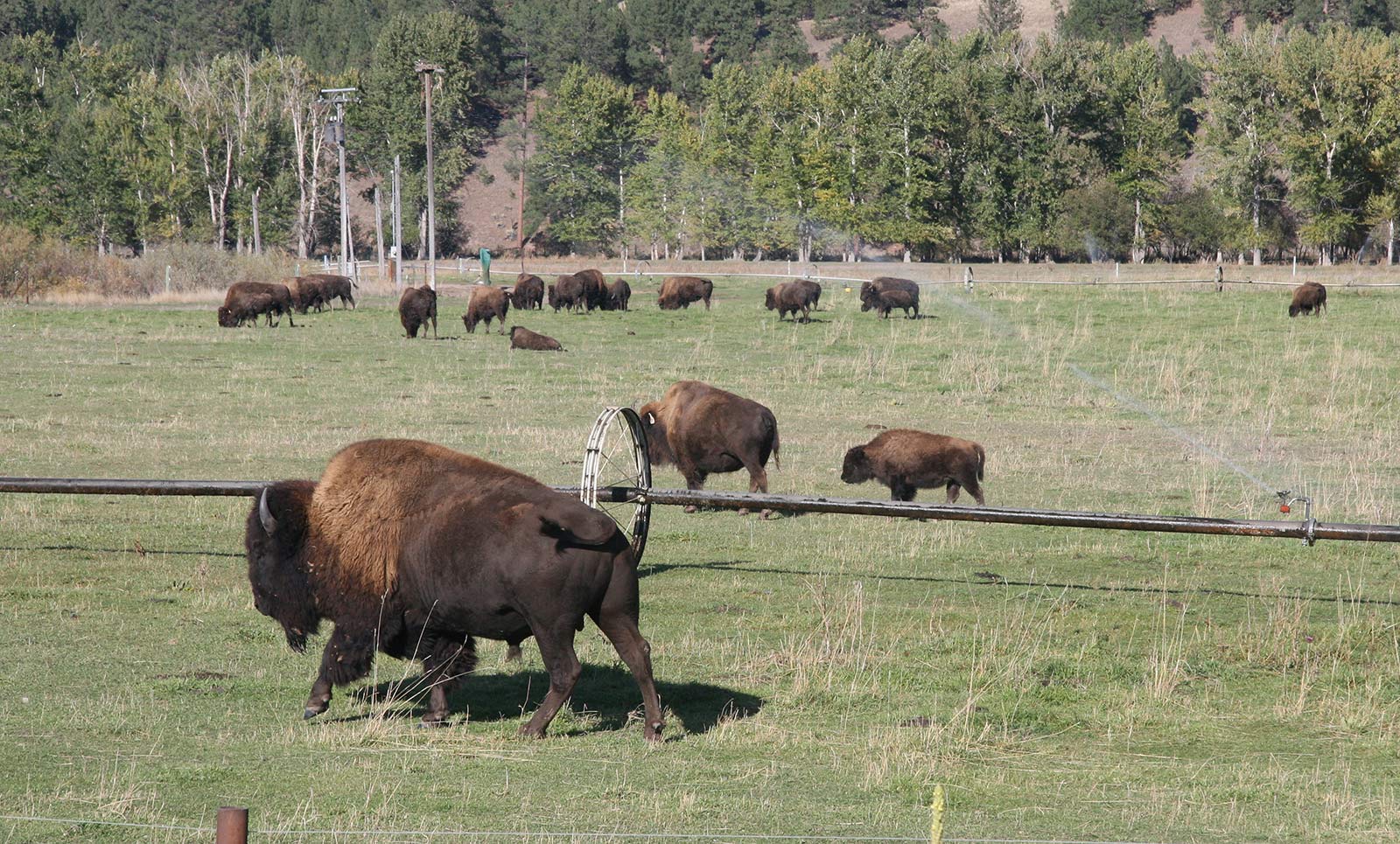 Bison can be spotted on the Bitterroot Trail